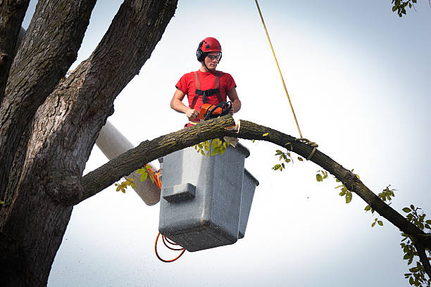 Tree and Shrub Care in San Carlos, TX