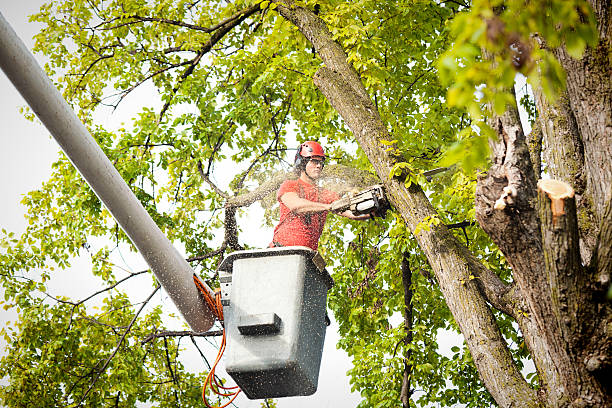 How Our Tree Care Process Works  in San Carlos, TX